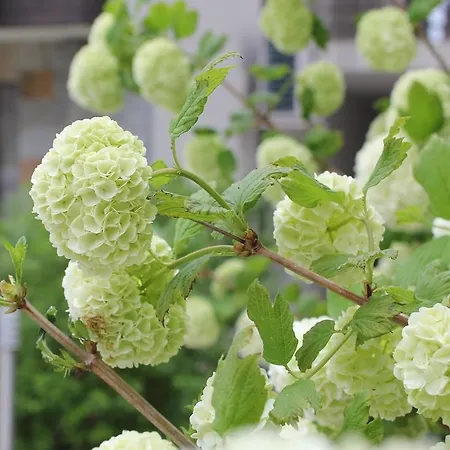 The Chill House In Sunny Apartament *